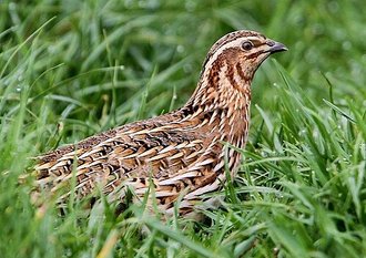 Caille des blés (Coturnix coturnix)