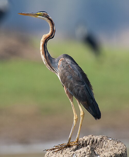 Héron pourpré (Ardea purpurea)