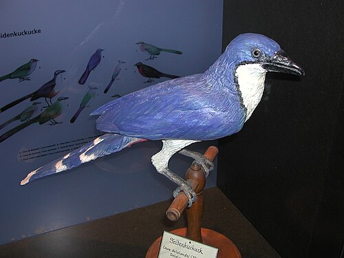 Coua de Delalande (Coua delalandei)