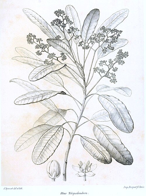 Baronia taratana