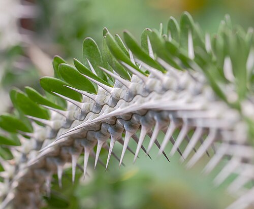 Arbre pieuvre (Alluaudia procera)