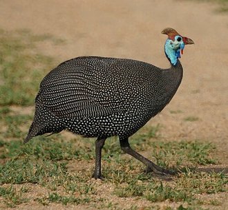 Pintade de Numidie (Numida meleagris)