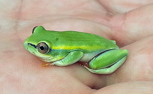 Boophis tephraeomystax