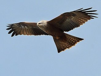 Milan noir (Milvus migrans)