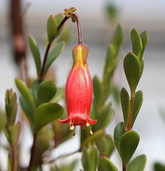 Kalanchoe manginii