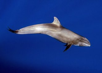 Dauphin d'Électre (Peponocephala electra)