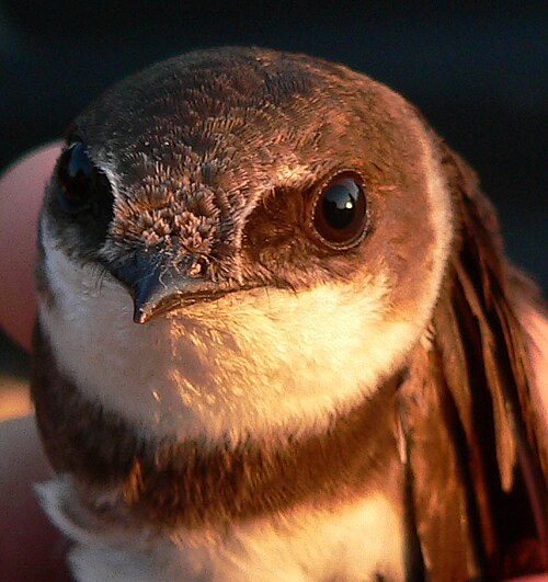 Hirondelle de rivage (Riparia riparia)