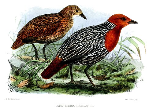 Râle insulaire (Sarothrura insularis)