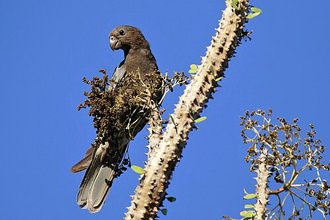 Perroquet noir (Coracopsis nigra)