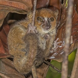 Microcèbe de Mamiratra (Microcebus mamiratra)