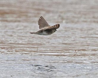 Hirondelle paludicole (Riparia paludicola)