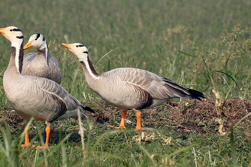 Oie tigrée (Anser indicus)