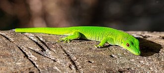 Phelsuma grandis