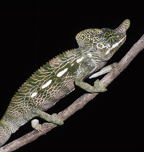 Furcifer labordi