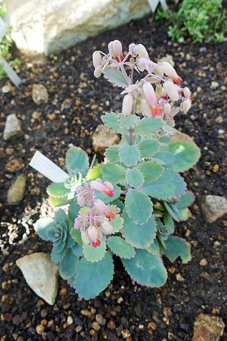 Kalanchoe serrata