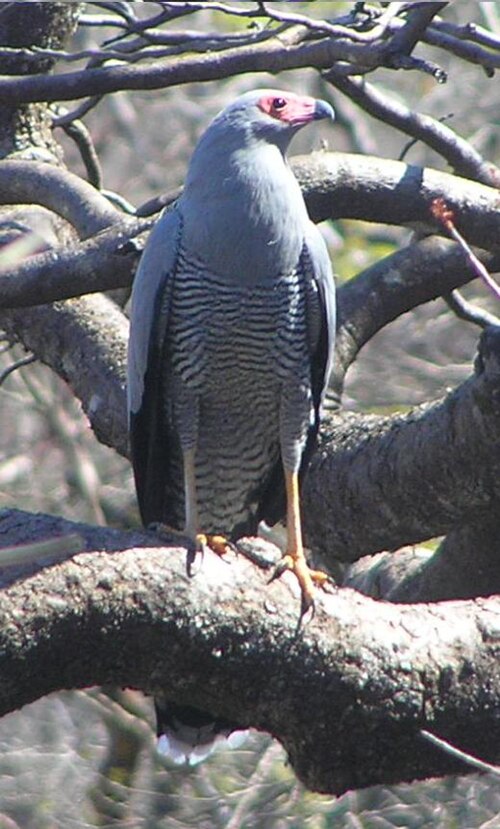 Gymnogène de Madagascar (Polyboroides radiatus)