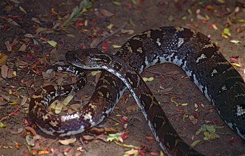 Sanzinia volontany
