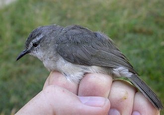 Randie malgache (Randia pseudozosterops)