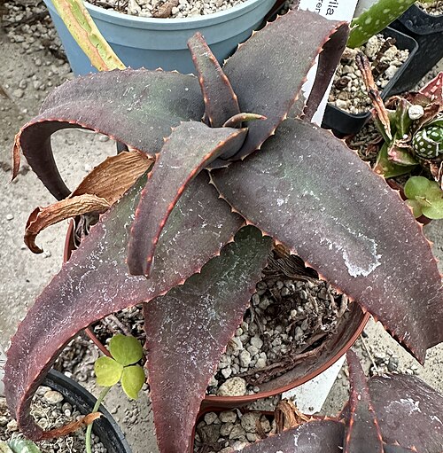 Aloe erythrophylla