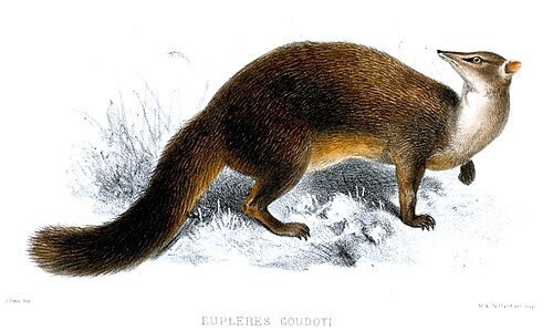 Euplère de Goudot (Eupleres goudotii)