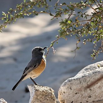 Monticole du littoral (Monticola imerina)