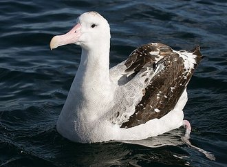 Albatros hurleur (Diomedea exulans)