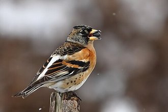 Pinson du Nord (Fringilla montifringilla)