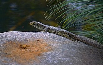 Zonosaurus maximus