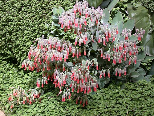 Kalanchoe laxiflora