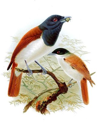 Schetbé roux (Schetba rufa)