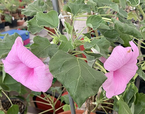 Uncarina abbreviata