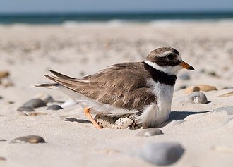 Pluvier grand-gravelot (Charadrius hiaticula)
