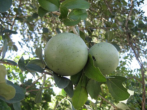 Strychnos madagascariensis