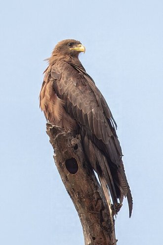 Milan d'Afrique (Milvus aegyptius)