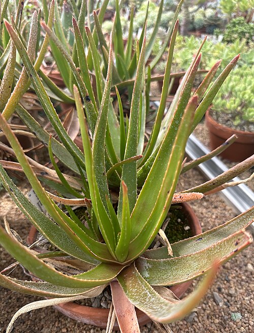 Aloe buchlohii