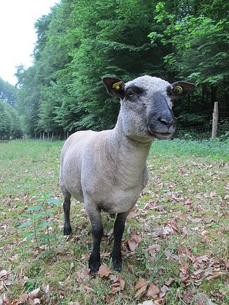 Ovis aries
