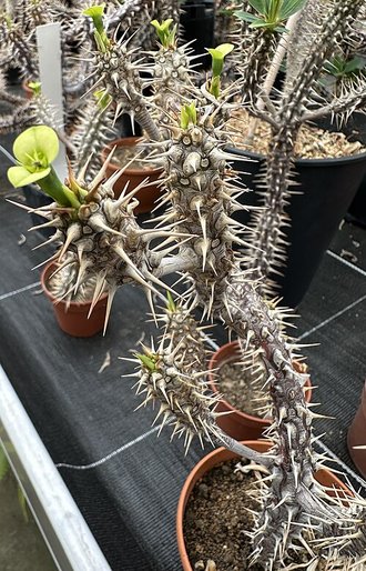 Euphorbia duranii