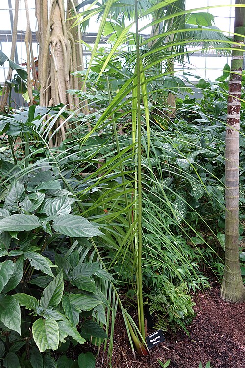 Dypsis carlsmithii