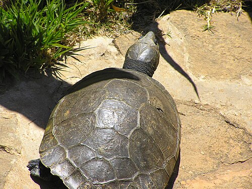 Podocnémide de Madagascar (Erymnochelys madagascariensis)