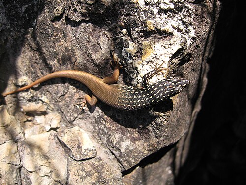 Trachylepis aureopunctata
