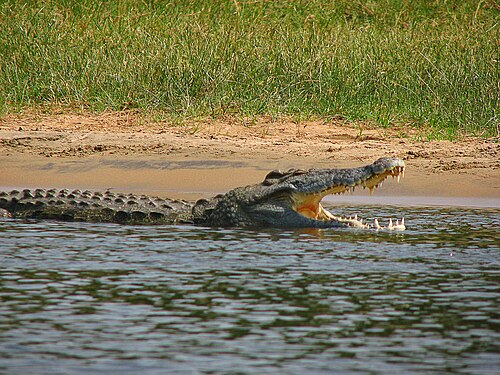 Crocodile du Nil (Crocodylus niloticus)