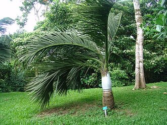 Dypsis decipiens