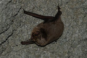 Minioptère de Schreibers (Miniopterus schreibersii)
