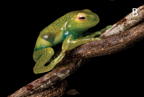 Boophis boppa