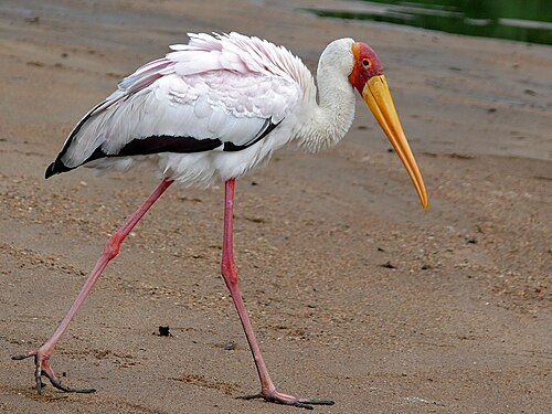 Tantale ibis (Mycteria ibis)