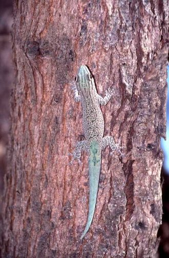 Phelsuma mutabilis