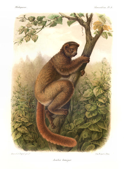Avahi laineux (Avahi laniger)