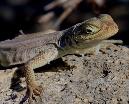 Oplurus fierinensis