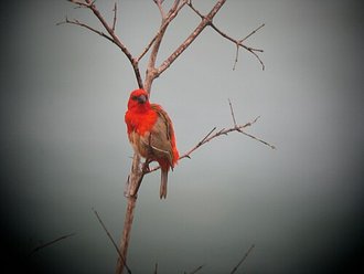 Foudi de forêt (Foudia omissa)