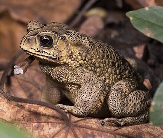 Duttaphrynus melanostictus